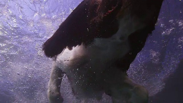 这只名叫SLOMO LA CU的西班牙猎犬在镜头前张开嘴跳入水中视频素材