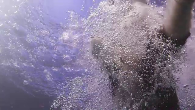 一只西班牙猎犬跳入水中接球视频素材