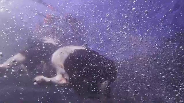 这只西班牙猎犬张大嘴巴跳入水中视频素材