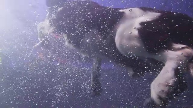 水下SLOMO LA MS西班牙猎犬在球游泳圈视频素材