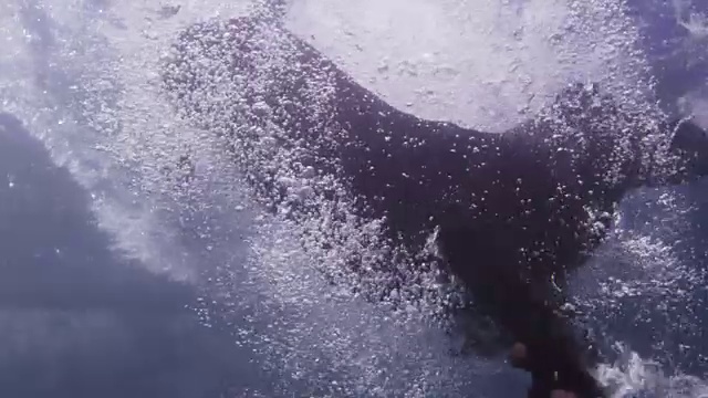 这只拉布拉多猎犬张大嘴巴跳入水中视频下载