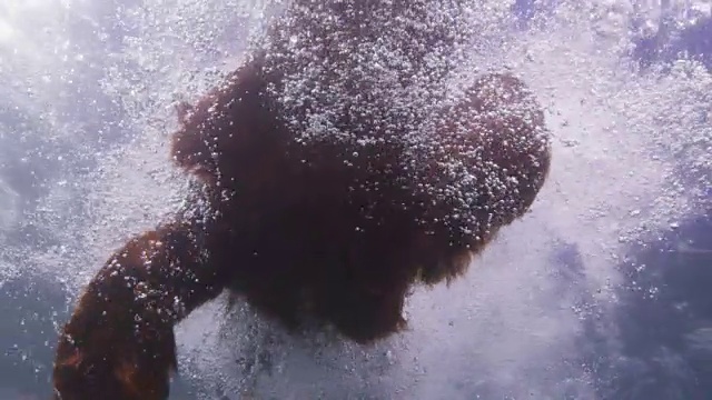 这只西班牙猎犬在球后跳进水里视频素材