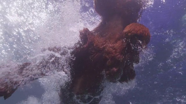一只西班牙猎犬跳入水中视频素材
