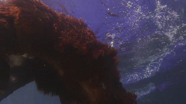水下SLOMO LA MS西班牙猎犬游泳在侧面和收集球视频素材