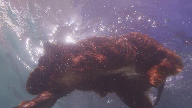 水下SLOMO LA MS西班牙猎犬游过球到摄像机前视频素材