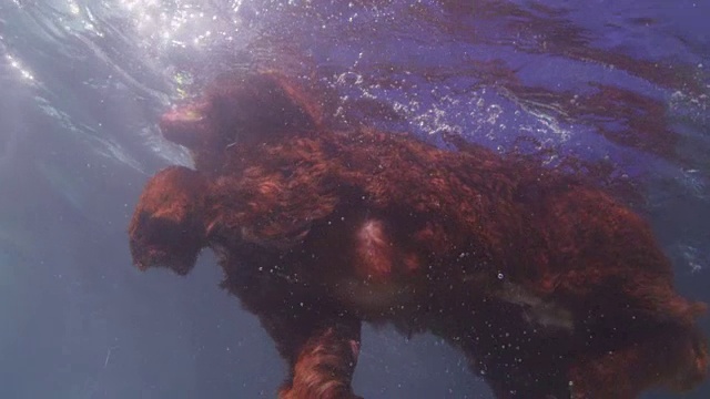 水下SLOMO LA MS西班牙猎犬游到相机和收集球视频素材