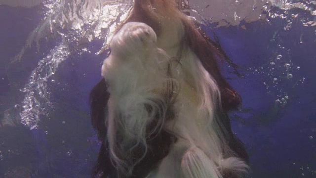 长胡子柯利牧羊犬在水下游过镜头视频下载