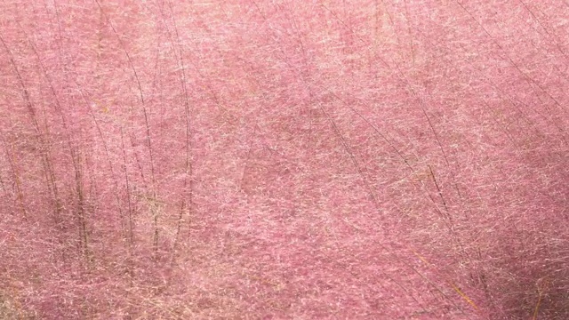 4k，粉色花朵抽象纹理背景。视频下载