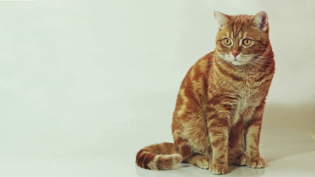 可爱的红猫坐在孤立的白色背景视频下载