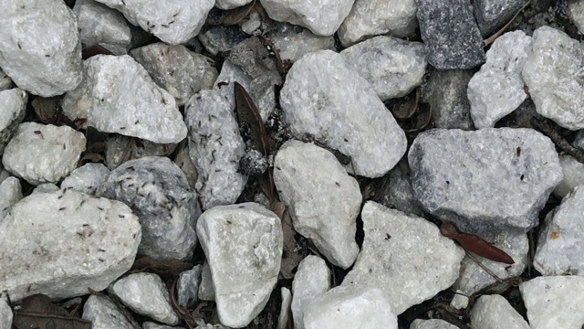 岩石上成群的蚂蚁或白蚁视频下载
