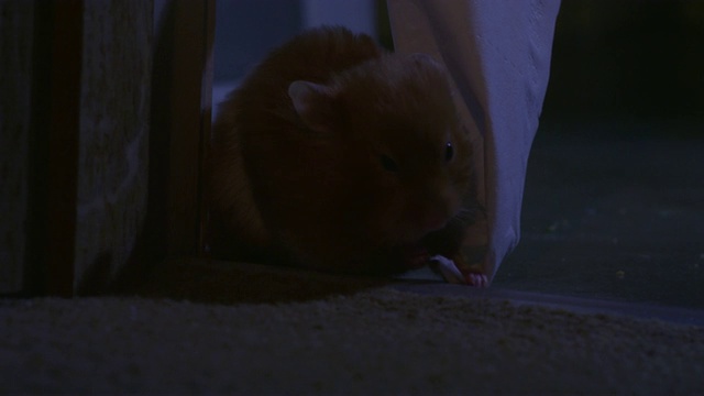 在黑暗的浴室里，MS宠物叙利亚仓鼠将卫生纸塞进它的小袋里视频素材