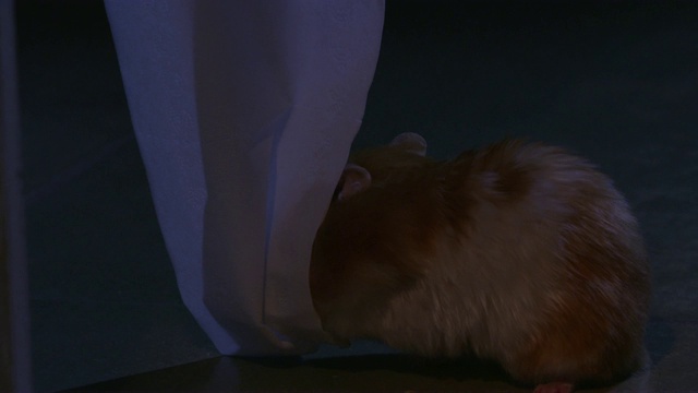 在黑暗的浴室里，MS宠物叙利亚仓鼠将卫生纸塞进它的小袋里视频素材