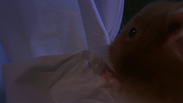 CU宠物叙利亚仓鼠在黑暗的浴室里将卫生纸塞进它的袋里视频素材