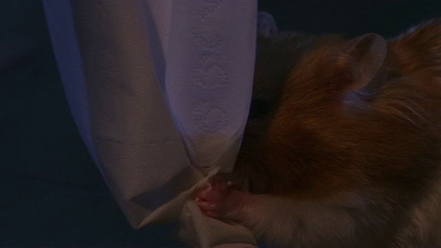 CU宠物叙利亚仓鼠在黑暗的浴室里将卫生纸塞进它的袋里视频素材