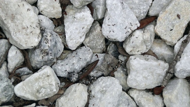 大蚁群或白蚁群在岩石上与女王视频下载