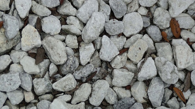 大蚁群或白蚁聚集在岩石上与蜥蜴视频下载