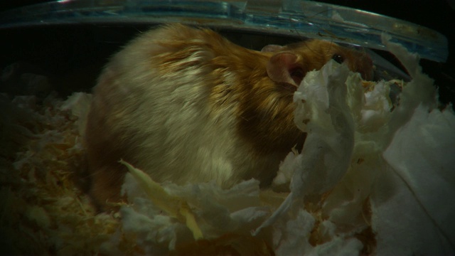CU叙利亚仓鼠在笼子里非常近距离地整理厕纸和床上用品视频素材
