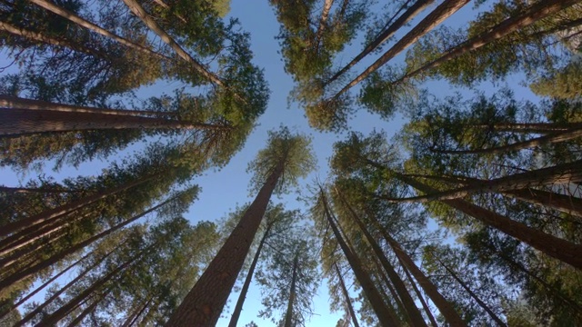 约塞米蒂山谷下面的巨大红杉。视频下载