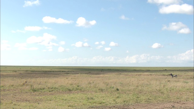 一只斑马站在坦桑尼亚塞伦盖蒂国家公园开阔的平原上视频下载