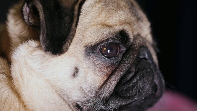 可爱的哈巴狗的肖像，看着相机，疲倦和懒惰，侧视图视频下载