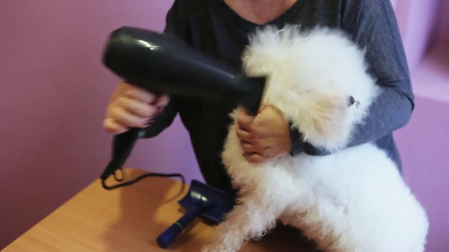 洗澡后，女美容师用吹风机吹干毛茸茸的比雄犬毛视频下载