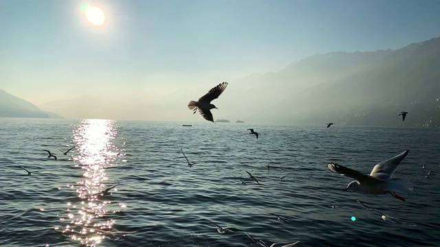 一群海鸥在一个多雾的高山湖泊上飞翔视频下载