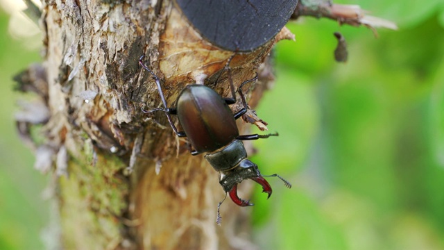 雄甲虫世界上最大的锯齿雄甲虫，有着又长又尖的颚，生活在热带森林。视频素材