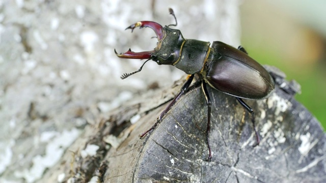在夏天，雄甲虫在一棵茂密的树枝上露天移动视频素材