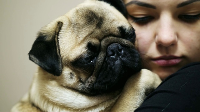 靠近可爱的胖哈巴狗，可爱的女人拥抱睡意朦胧的哈巴狗，室内视频下载
