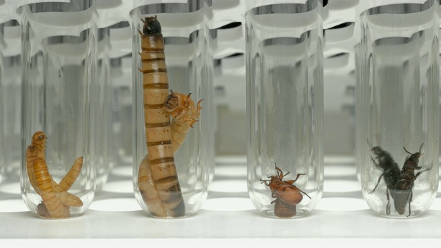 实验室技术员拿试管装着幼虫和臭虫黄粉虫视频素材