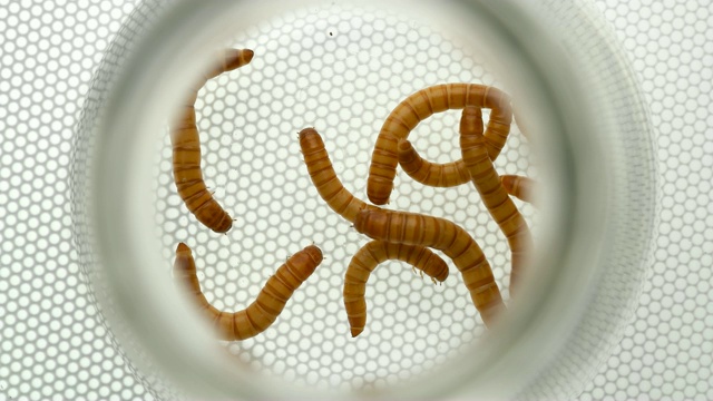 黄粉虫的幼虫在试管中视频素材