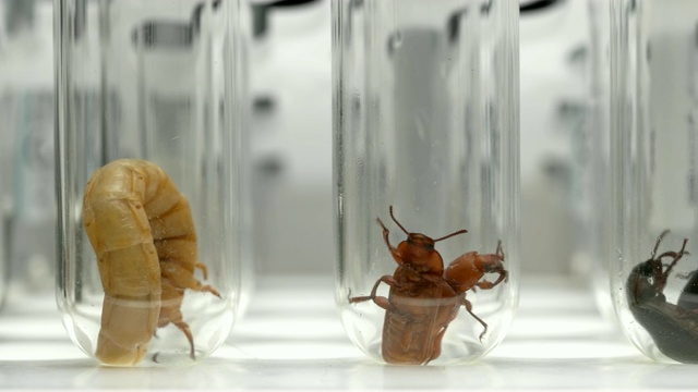 黄粉虫不同阶段的蛹、幼虫和甲虫视频素材