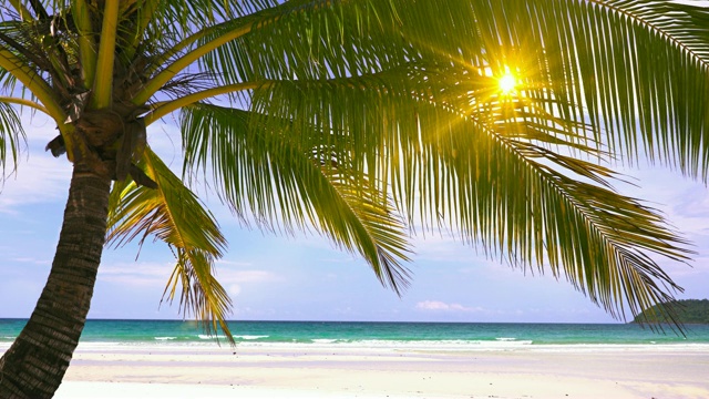 阳光在棕榈树，海滩视频素材
