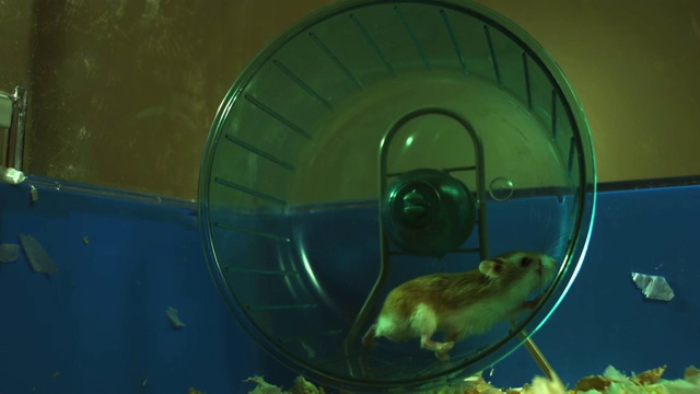 SLOMO侏儒仓鼠在笼子里的轮子上奔跑视频素材