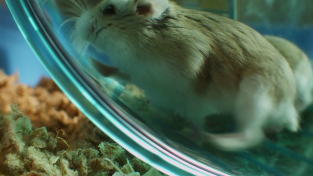 SLOMO CU 2宠物侏儒仓鼠在笼子里的轮子上奔跑，非常靠近摄像机视频素材