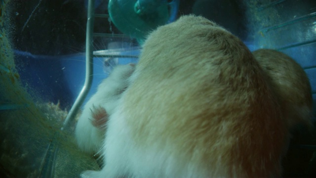 cu3宠物侏儒仓鼠在车轮上靠近相机战斗视频素材