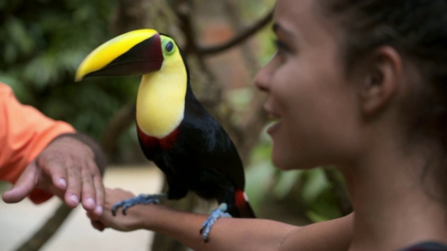 慢动作:巨嘴鸟从年轻女子的手臂跳到动物园管理员的特写视频下载