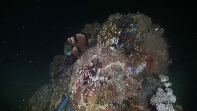 海星在珊瑚上。菲律宾,民都洛岛视频下载