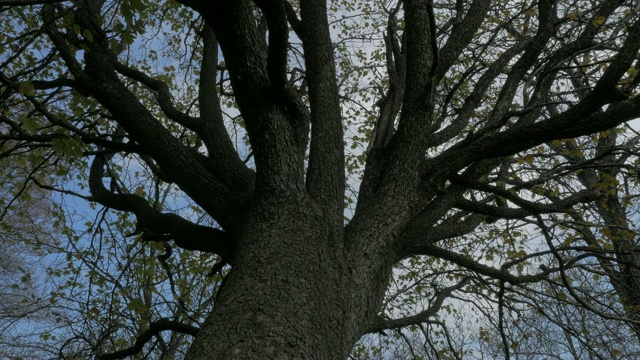 4K高清视频-详细的树顶树干和树枝自然背景4K 3840X2160超高清视频视频下载
