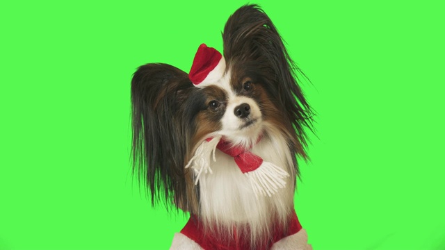 美丽的狗狗蝴蝶在圣诞老人的服装正专注地看着镜头在绿色背景库存视频视频下载