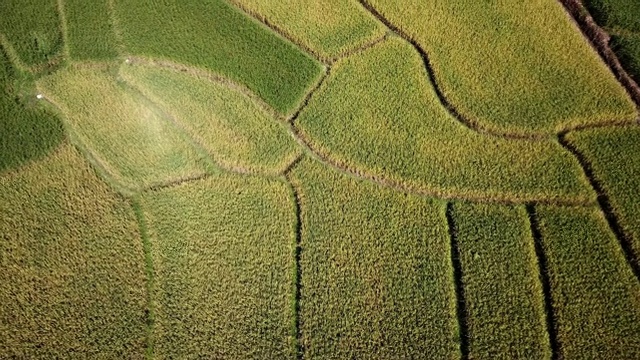 越南农业及稻田鸟瞰图，农业概念影像视频下载