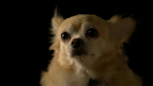 可爱的棕色毛吉娃娃狗工作室与黑色的背景视频下载