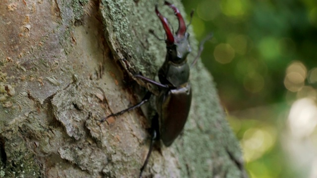 一只巨大的鹿甲虫在树皮上爬行。视频素材
