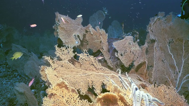 印度尼西亚柳珊瑚的水下森林视频下载