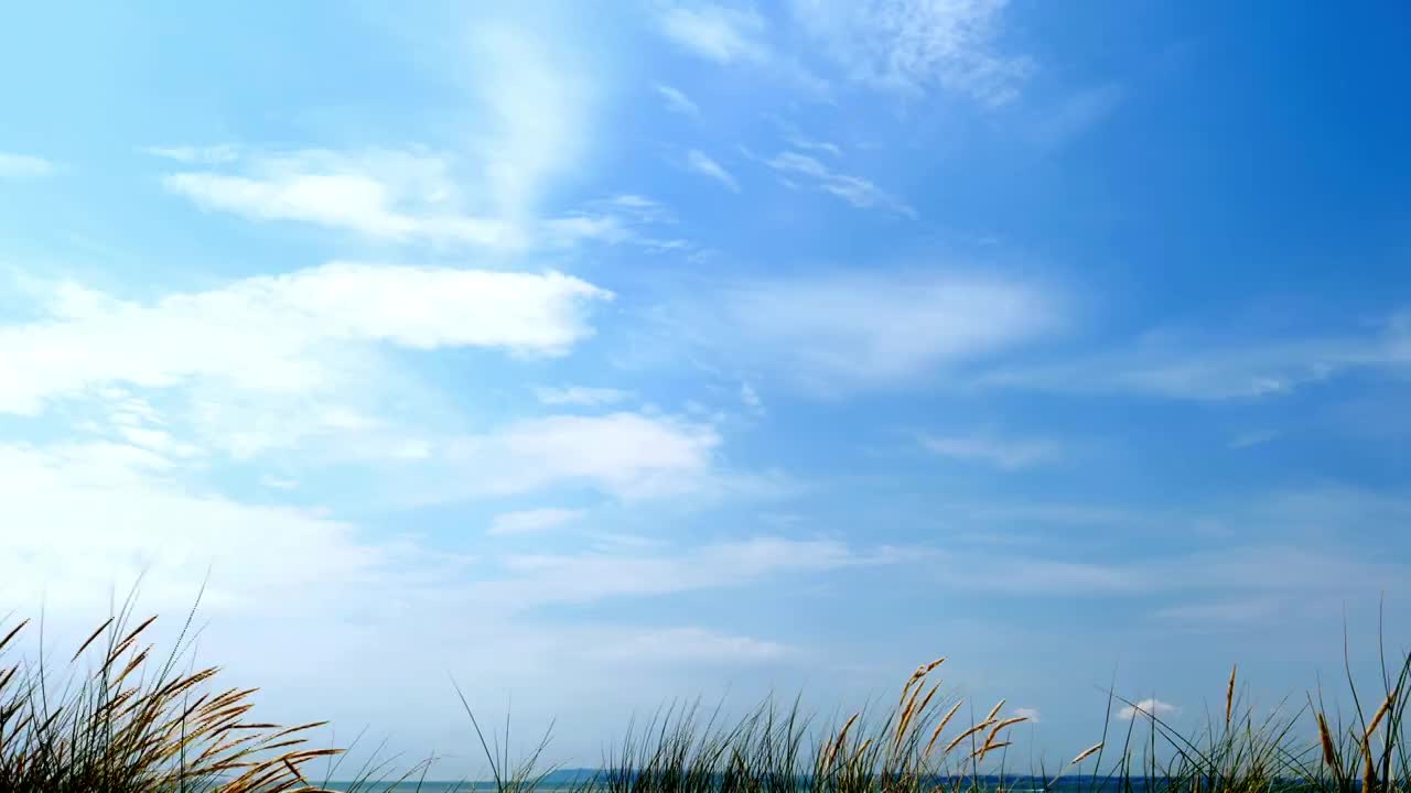 海鸥，蓝天，沙丘和长草。视频下载