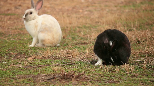 可爱的两只兔子在草地上视频素材