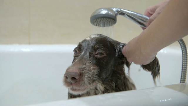 狗在散步后在浴室洗澡。视频下载