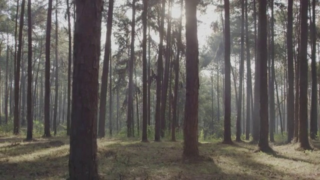 4k攝影車拍攝，清晨松樹林視頻下載