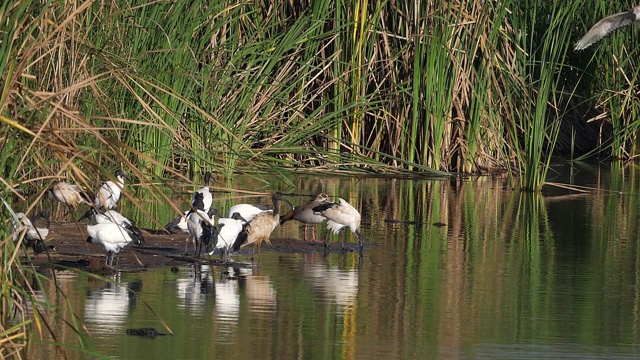 圣鹮，埃塞俄比亚三鸟，站在水坑旁，成人在飞行，降落，肯尼亚内罗毕公园，慢镜头视频下载