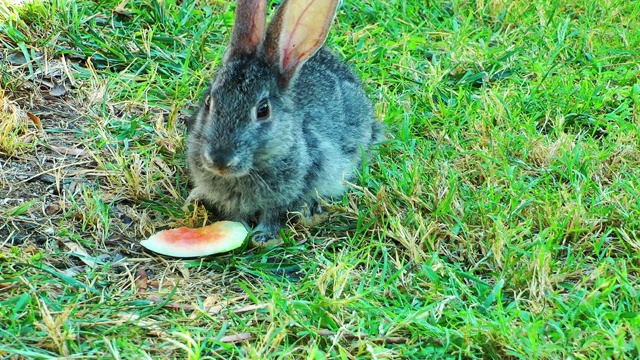 兔子以草为食视频素材